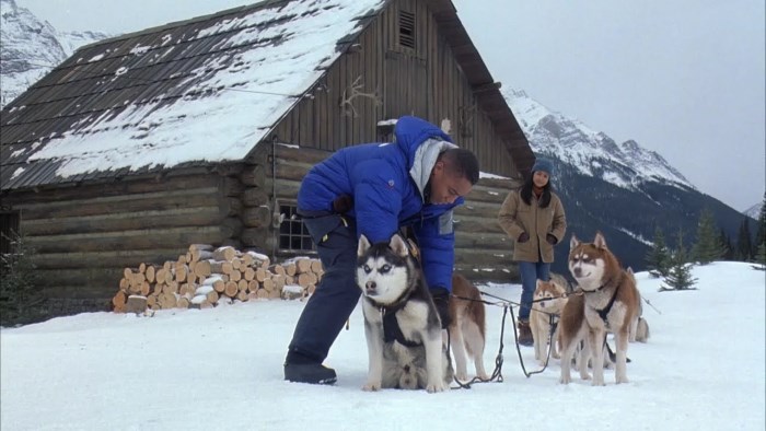 snow dogs