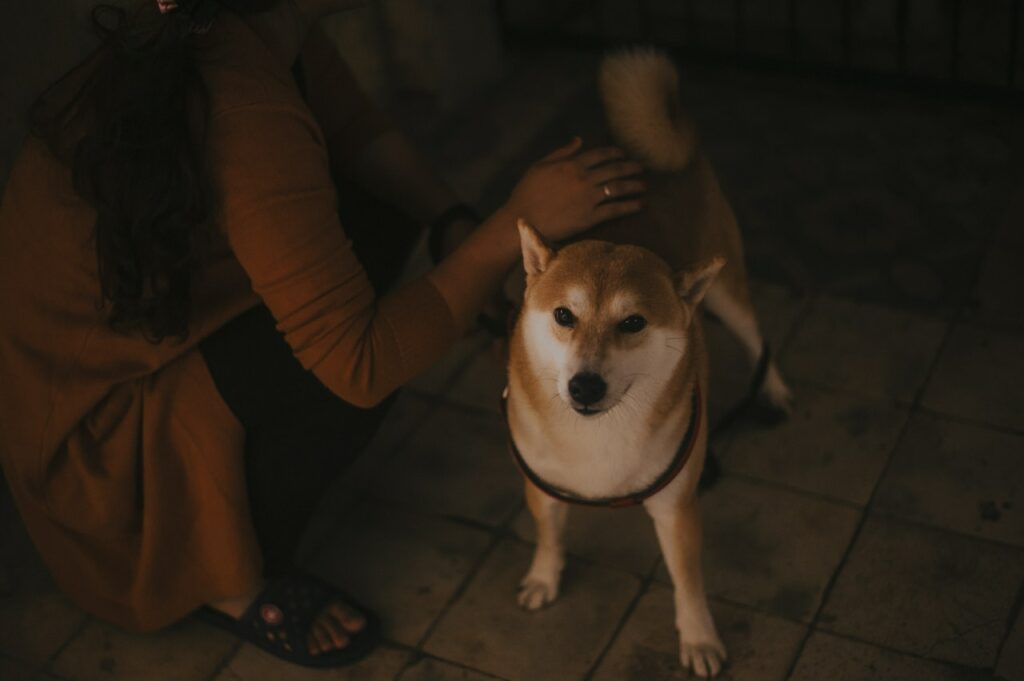 The 10 Greatest Movie Dogs in the History of the World